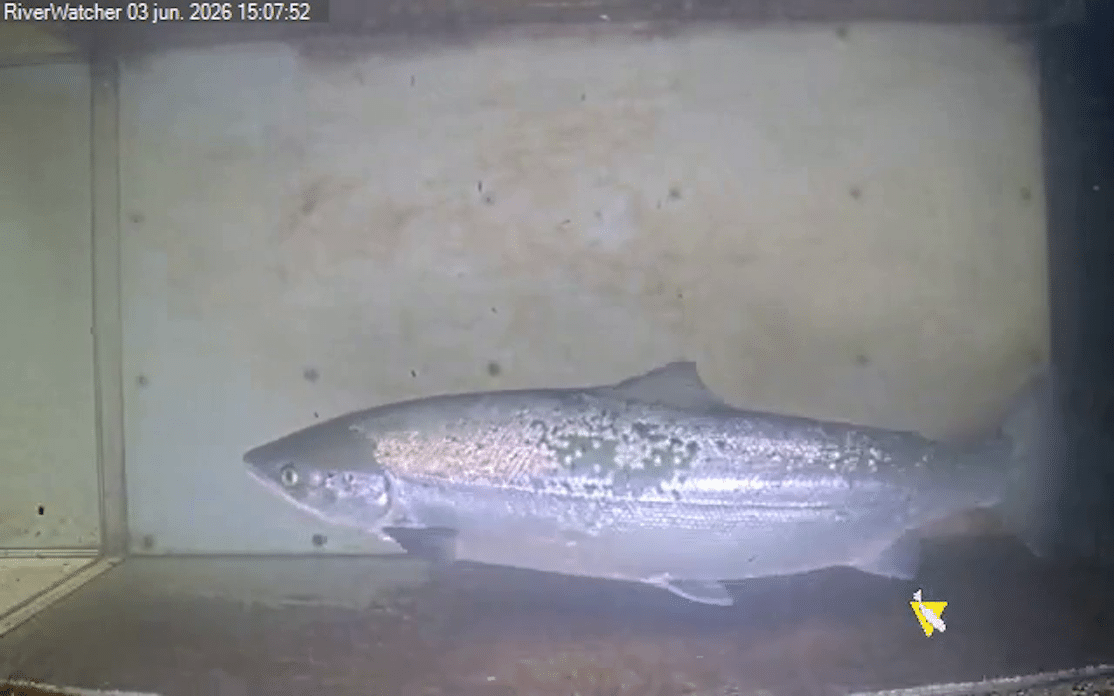 Navarra entrena una IA para el control del salmón y otras especies en el Bidasoa
